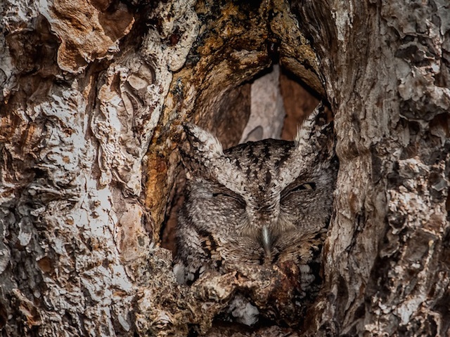 Camouflaged Owls Within Trees-8