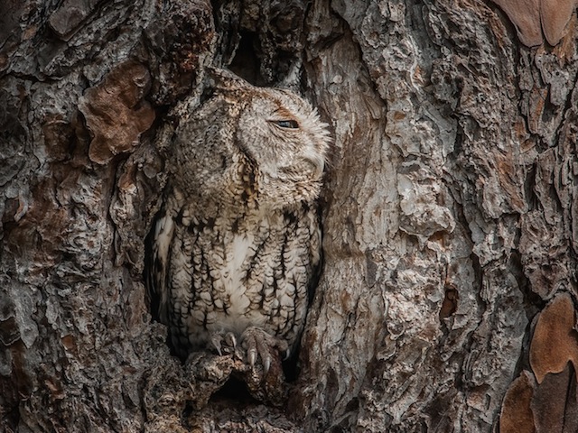 Camouflaged Owls Within Trees-9