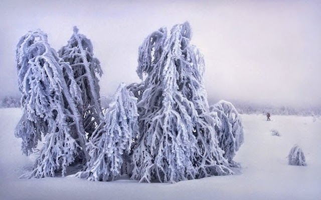 Frozen Trees Photography-0