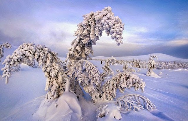 Frozen Trees Photography-10