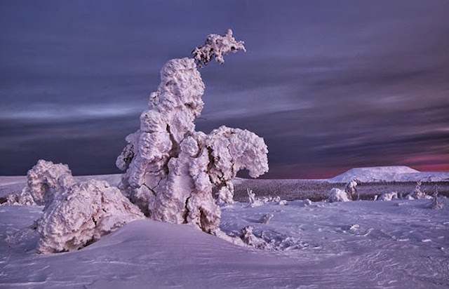 Frozen Trees Photography-5
