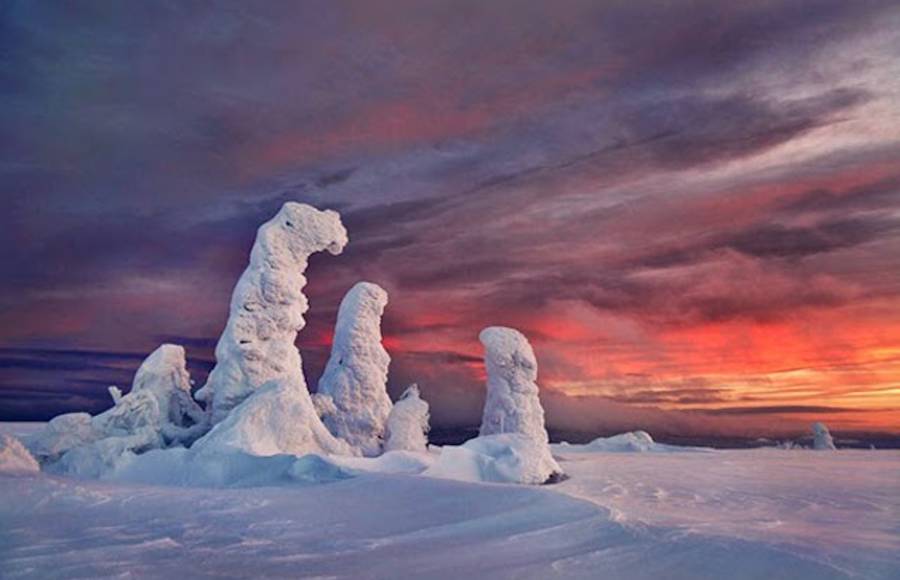 Frozen Trees Photography