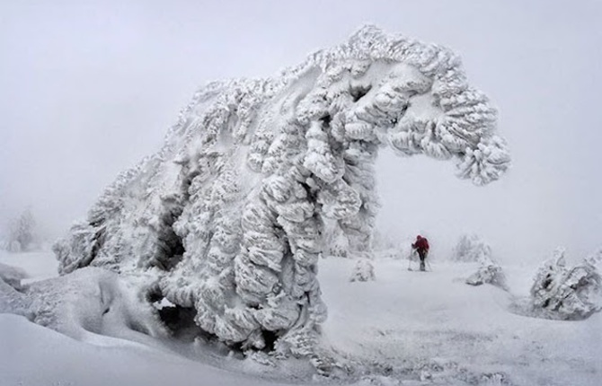 Frozen Trees Photography