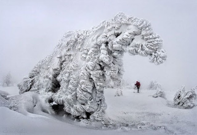 Frozen Trees Photography-7