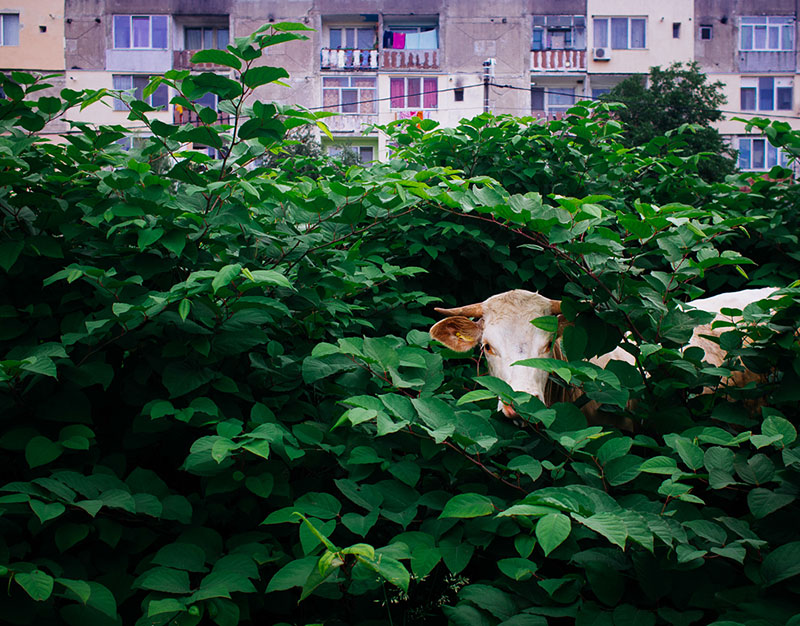 Funny Moments Photography in Romania_0