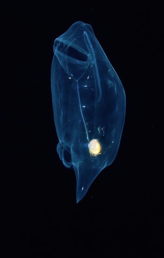 Glowing Creatures in Black Water-11