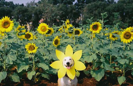 Gluta The Happy Smiling Dog