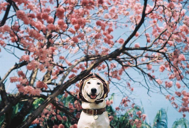 Gluta The Happy Smiling Dog -11