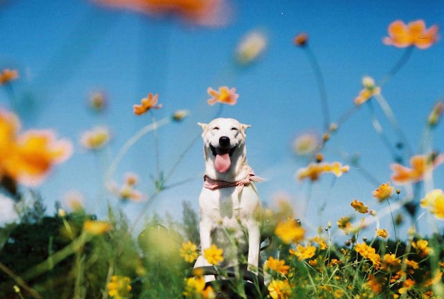 Gluta The Happy Smiling Dog -13