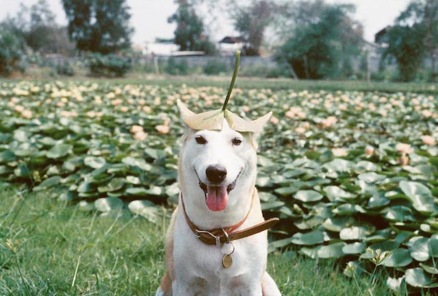 Gluta The Happy Smiling Dog -9