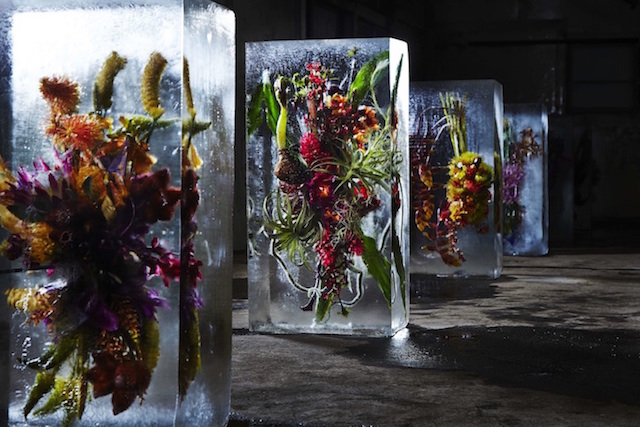Iced Flowers Installations -0