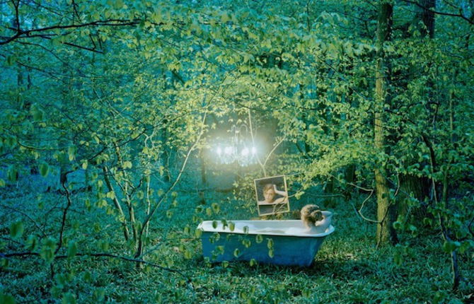 Lights in The Wood