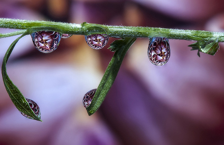 Water Drops Reflections