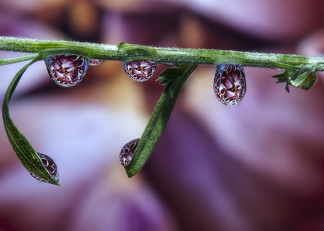 Water Drops Reflections-1