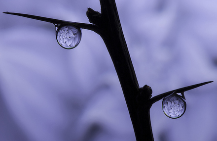 Water Drops Reflections