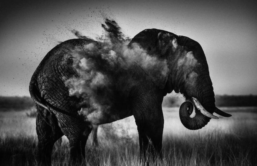 Black and White Wild Animals in Africa