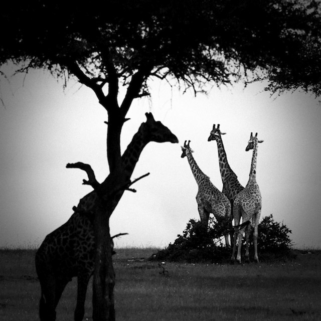 africa-laurentbaheux-13