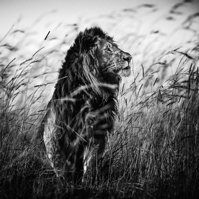 africa-laurentbaheux-29