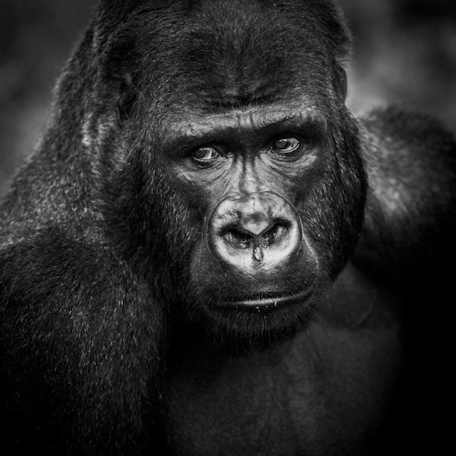 africa-laurentbaheux-3