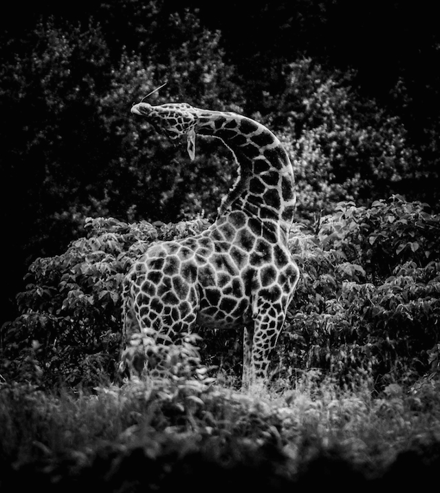 africa-laurentbaheux-36