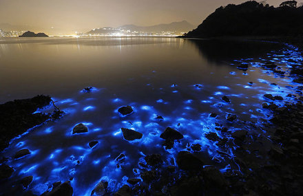 Bioluminescent Sea Sparkles in Hong Kong