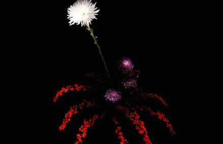 Flowers Fireworks