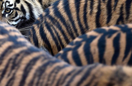 Animals at the London Zoo Photography