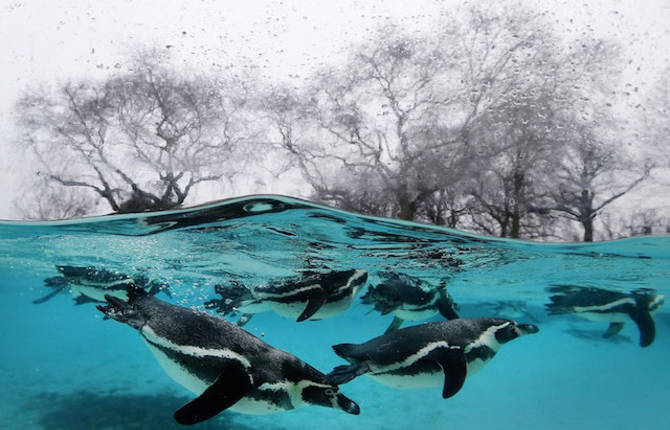 Animals at the London Zoo Photography