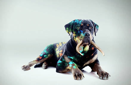 Neon Dogs