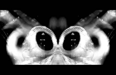 Albrcht-lights