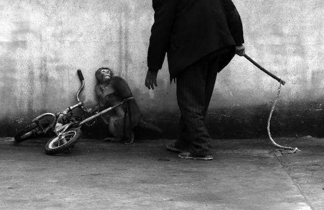 0-Nature - Monkey training for a circus by Yongzhi Chu