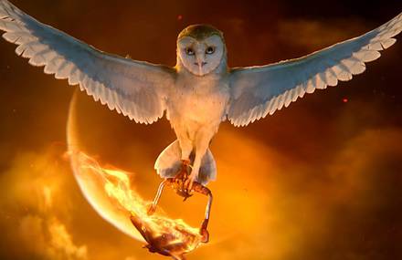 Cute Owl Movie Cartoons And Drawings
