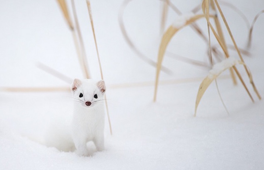 Adorable Ermine in Snowy Landscape