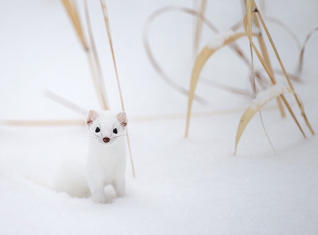 Adorable Ermine in Snowy Landscape-0