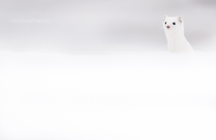 Adorable Ermine in Snowy Landscape