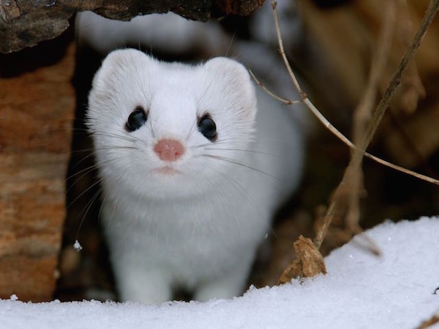 Adorable Ermine in Snowy Landscape-10