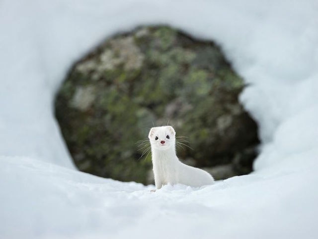 Adorable Ermine in Snowy Landscape-12
