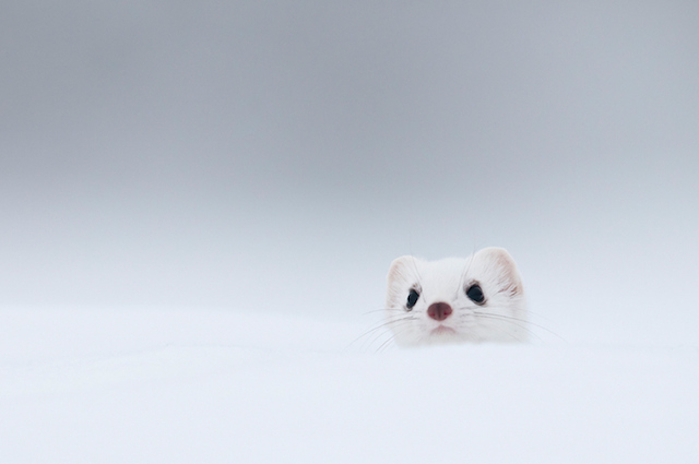 Adorable Ermine in Snowy Landscape-13