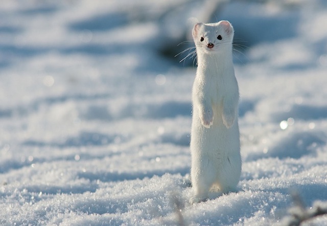 Adorable Ermine in Snowy Landscape-14