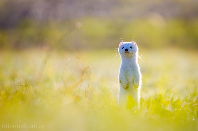Adorable Ermine in Snowy Landscape-16