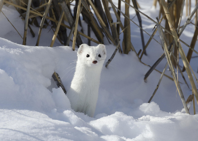 Adorable Ermine in Snowy Landscape-3