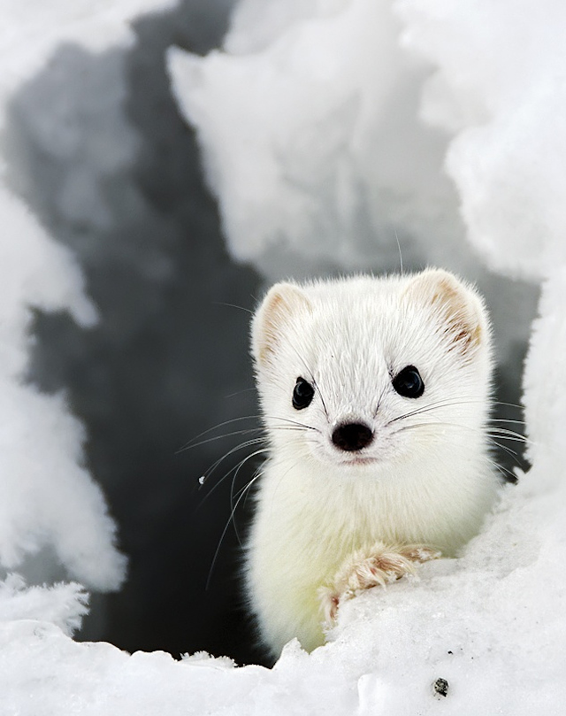Adorable Ermine in Snowy Landscape-4