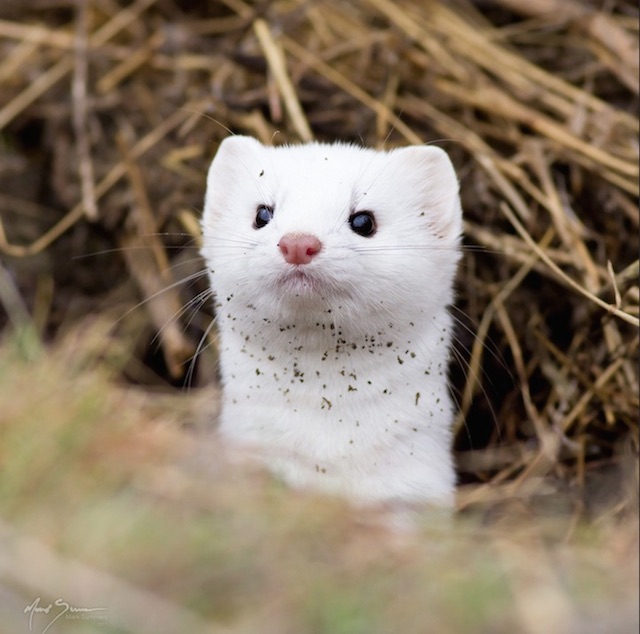 Adorable Ermine in Snowy Landscape-5