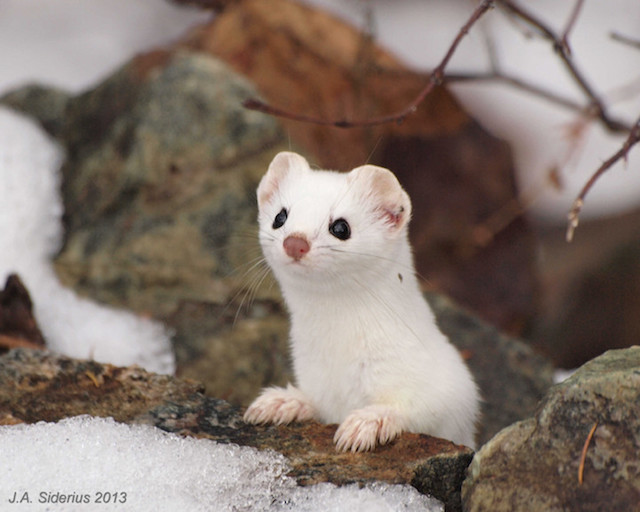 Adorable Ermine in Snowy Landscape-6