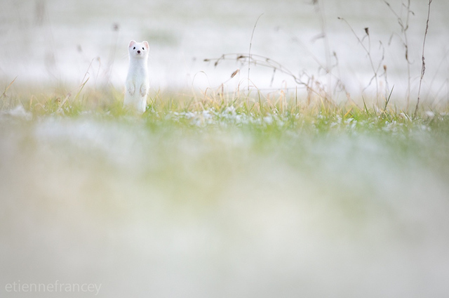 Adorable Ermine in Snowy Landscape-7