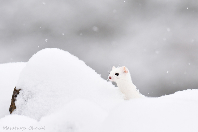 Adorable Ermine in Snowy Landscape-9
