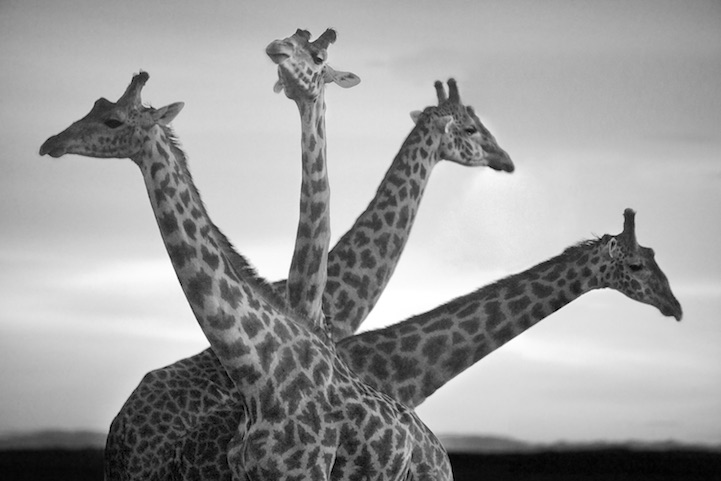 Black and White Portraits of African Wildlife_0