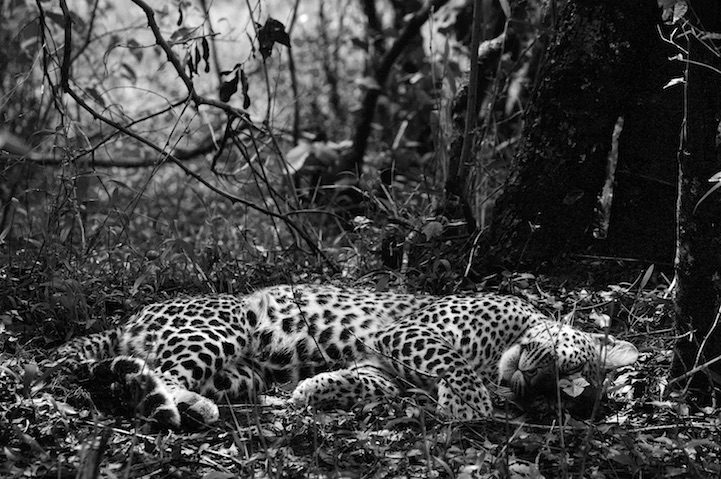 Black and White Portraits of African Wildlife_2