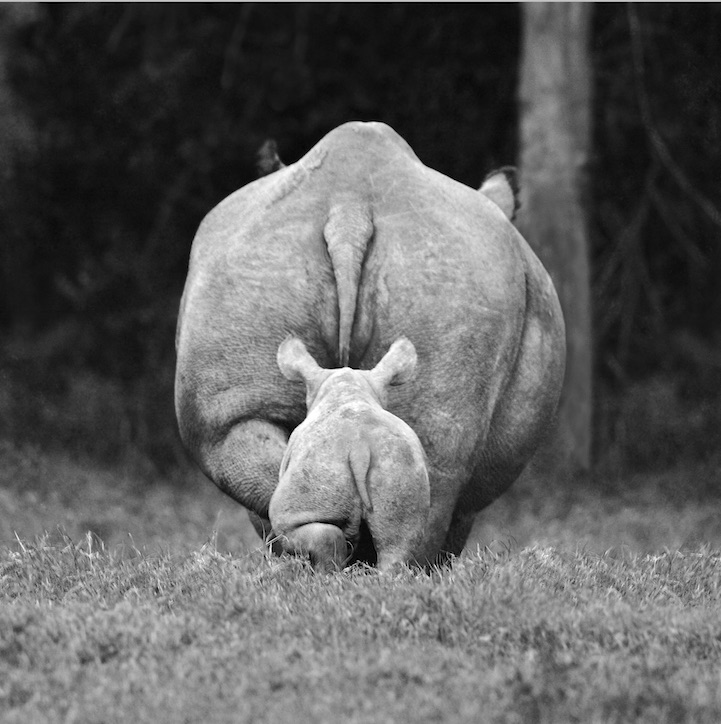 Black and White Portraits of African Wildlife_5