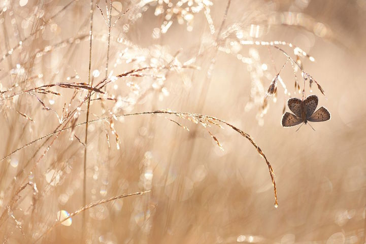 Butterfly at Sunrise, Netherlands by Johannes Klapwij